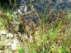 Juncus compressus