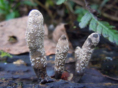 Xylaria