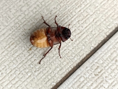 Amphitrichia constricta