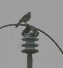 Cincloramphus mathewsi