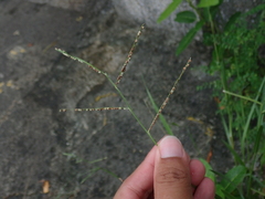 Paspalum orbiculare