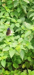 Hypolimnas bolina