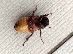 Amphitrichia constricta