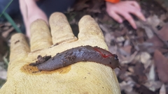 Triboniophorus graeffei