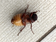 Amphitrichia constricta