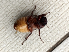 Amphitrichia constricta