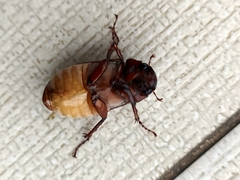 Amphitrichia constricta