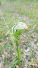 Pterostylis baptistii