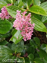 Medinilla lanceata