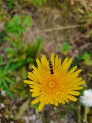 Sphaerophoria scripta