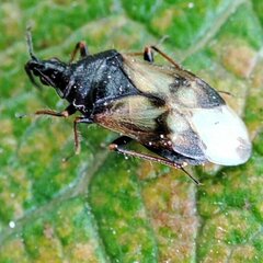 Anthocoris