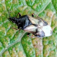 Anthocoris