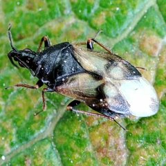 Anthocoris