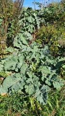 Brassica oleracea
