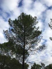 Pinus halepensis