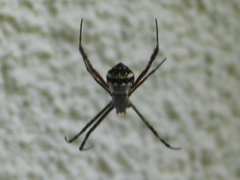 Argiope anasuja
