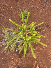 Araucaria rulei