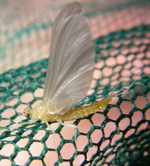 Ephemerella dorothea