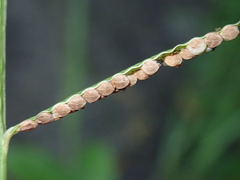 Paspalum orbiculare