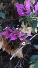 Bougainvillea glabra