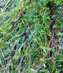 Billardiera mutabilis