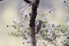 Chloropicus obsoletus