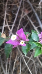 Bougainvillea glabra