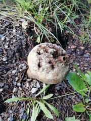 Lycoperdon utriforme