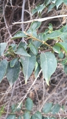 Bougainvillea glabra