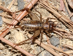 Petaloptila andreinii
