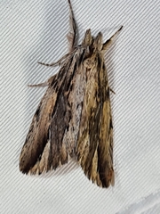 Ecnomodes sagittaria