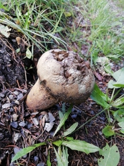 Lycoperdon utriforme