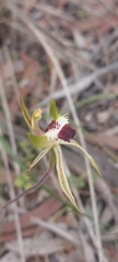 Caladenia tensa