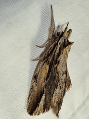 Ecnomodes sagittaria