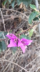 Bougainvillea glabra