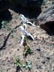 Disa biflora
