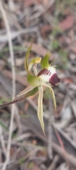 Caladenia tensa