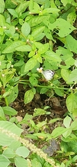 Belenois aurota