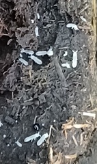 Onychiurinae