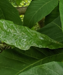 Phyllocnistis magnoliella