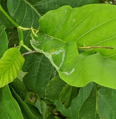 Phyllocnistis magnoliella