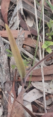 Caladenia tensa