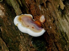 Ganoderma resinaceum