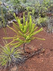Araucaria rulei