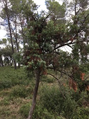 Juniperus oxycedrus