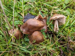Entoloma ameides