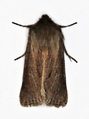 Cerapteryx graminis