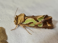 Cosmodes elegans