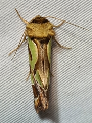 Cosmodes elegans