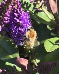 Bombus pascuorum